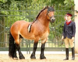 stallion Orkan (Saxon-Thuringian Draughthorse, 2004, from Orloff)