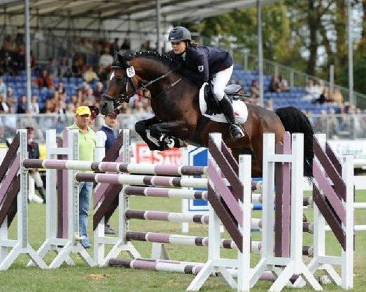 stallion Maverick (German Riding Pony, 2001, from Mentos)