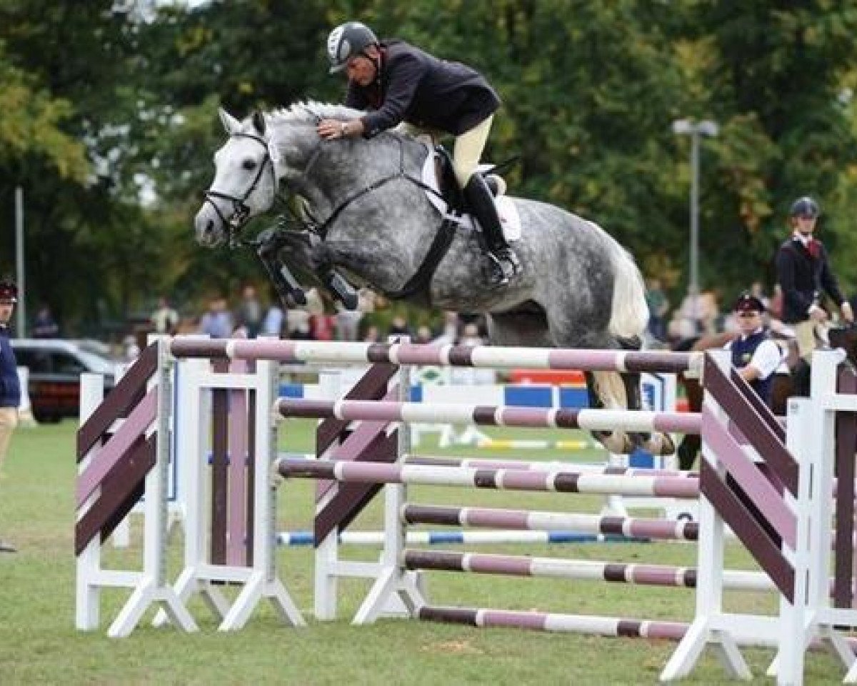 stallion Levisto's Big Boy (Brandenburg, 2002, from Levisto Z)