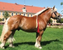 stallion Erdmann (Rhenish-German Cold-Blood, 2005, from Erlander)