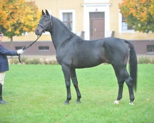 stallion Convoi (Hanoverian, 1990, from Contender)