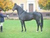 stallion Convoi (Hanoverian, 1990, from Contender)