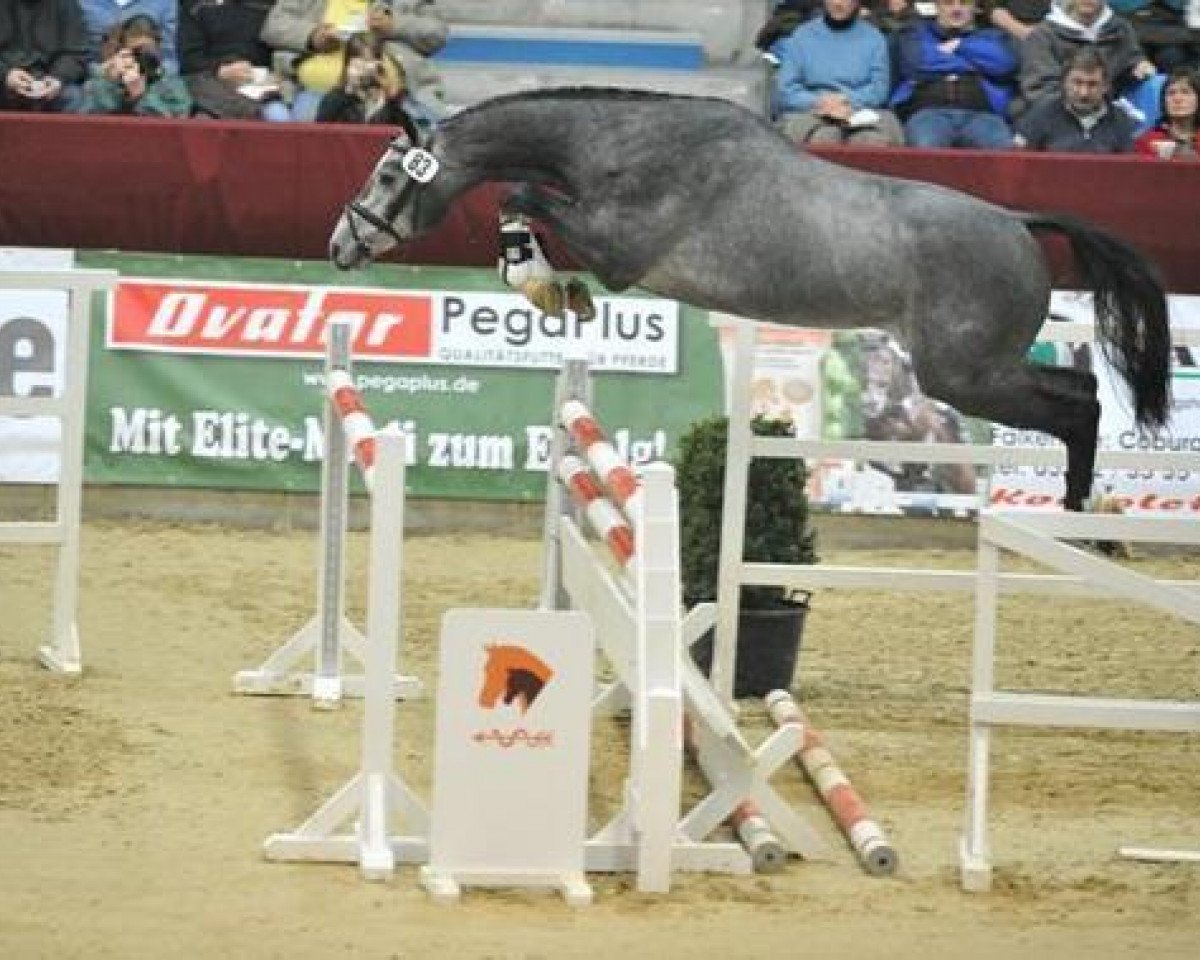 Deckhengst Conturio (Deutsches Sportpferd, 2007, von Con Sherry)