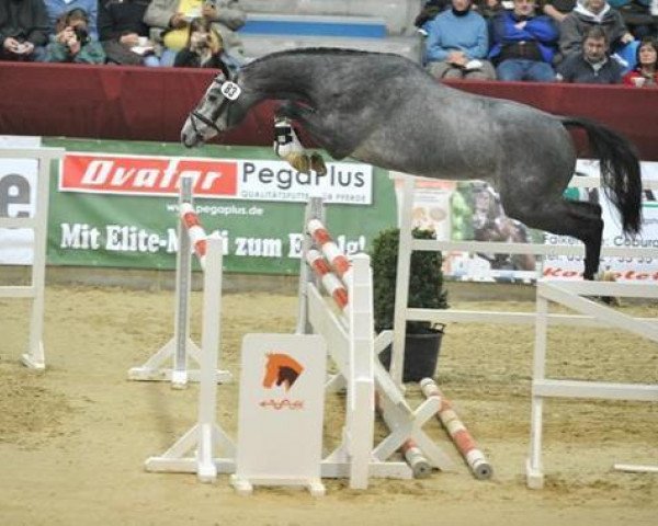 stallion Conturio (German Sport Horse, 2007, from Con Sherry)