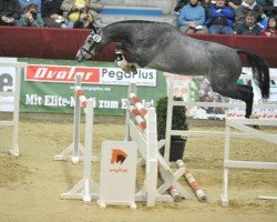 stallion Conturio (German Sport Horse, 2007, from Con Sherry)