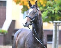 stallion Askido (Holsteiner, 2005, from Askari)