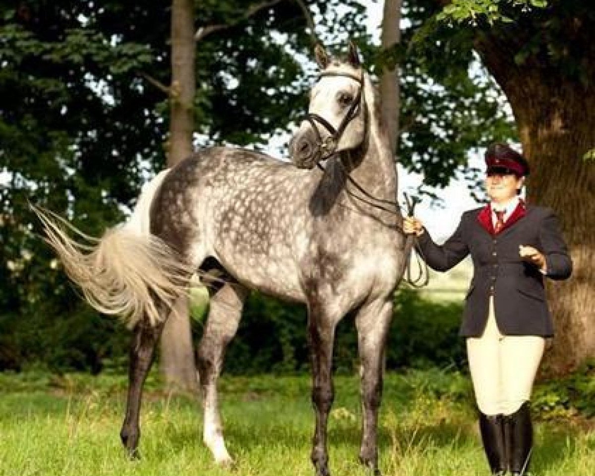 stallion Arctic (Württemberger, 2004, from Acordelli)