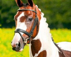 stallion Swiss Made (German Warmblood, 2008, from Status Quo)