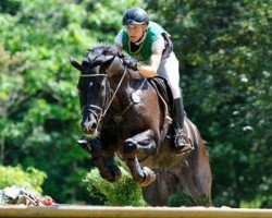 jumper Tabasco 70 (Trakehner, 2000, from Heraldik xx)