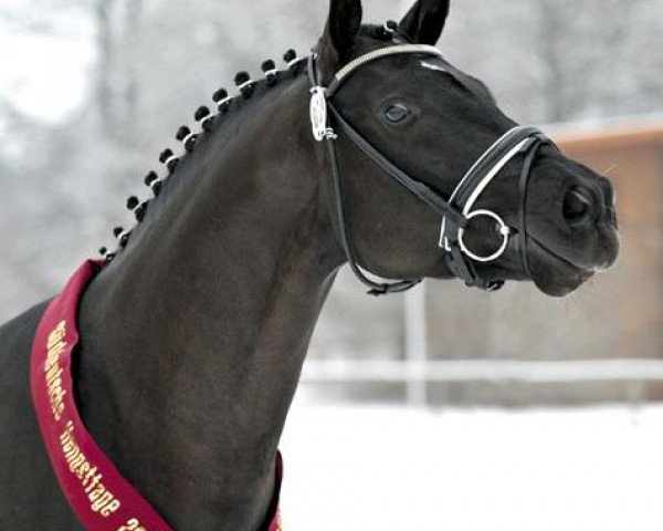 stallion Susu's Boy (Bavarian, 2009, from Swarovski)