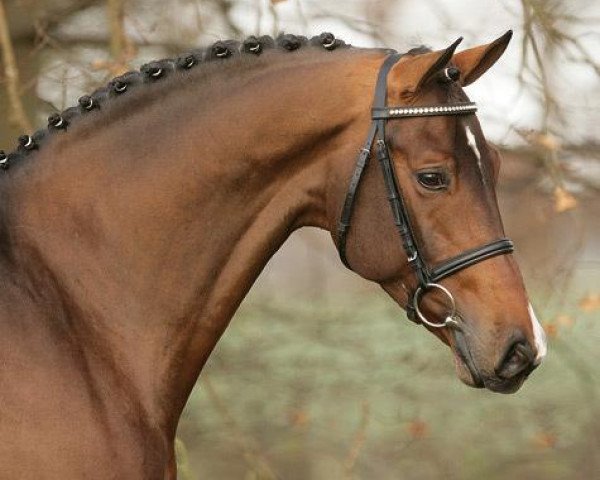 stallion Quidamo (Westphalian, 2003, from Quidam's Rubin)