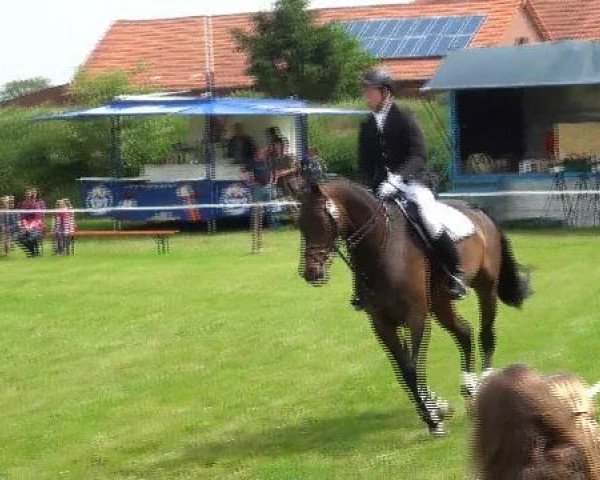 jumper Luxor 128 (Bavarian, 2003, from Luberon)