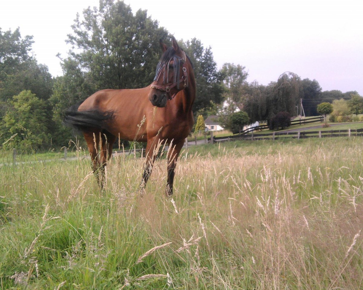 Springpferd Luna Lacrimosa (Hessisches Warmblut, 1996, von Alpenkoenig)