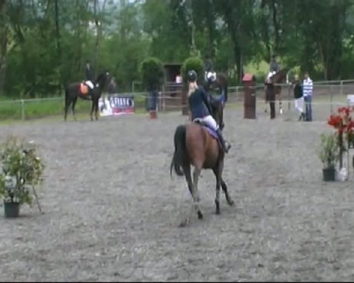Springpferd Quinta 65 (Oldenburger Springpferd, 2002, von Quincy Z)