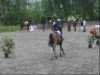 jumper Quinta 65 (Oldenburg show jumper, 2002, from Quincy (Omni Star))