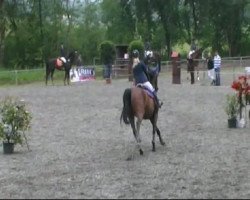 jumper Quinta 65 (Oldenburg show jumper, 2002, from Quincy (Omni Star))