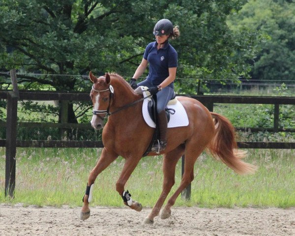 broodmare Sydney (Hanoverian, 2009, from Scolari)