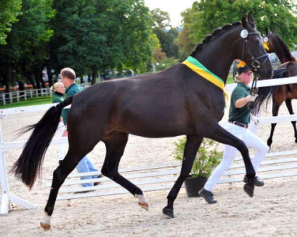 broodmare First Love M (Zweibrücken, 2011, from Fürstenball)