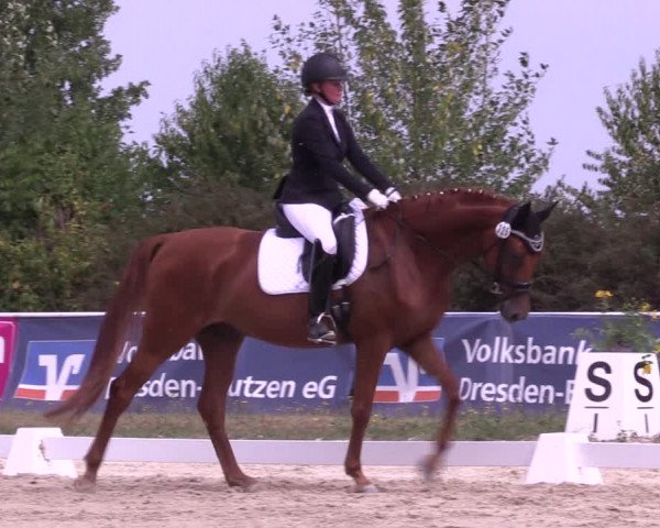 Reitturnier Baschütz bei Bautzen 2022