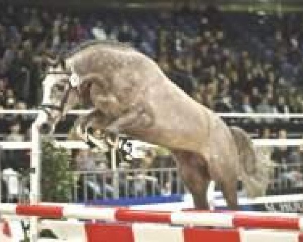 stallion L B Companiero (Holsteiner, 2007, from Colman)