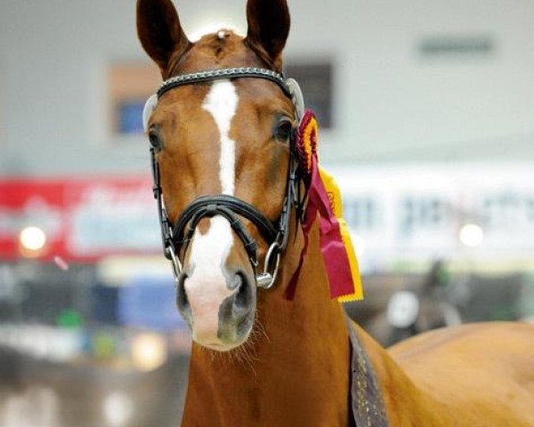 stallion Quatergold (German Sport Horse, 2008, from Quaterback)