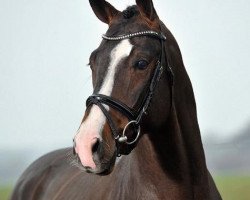 stallion Quandt (German Sport Horse, 2009, from Quaterback)