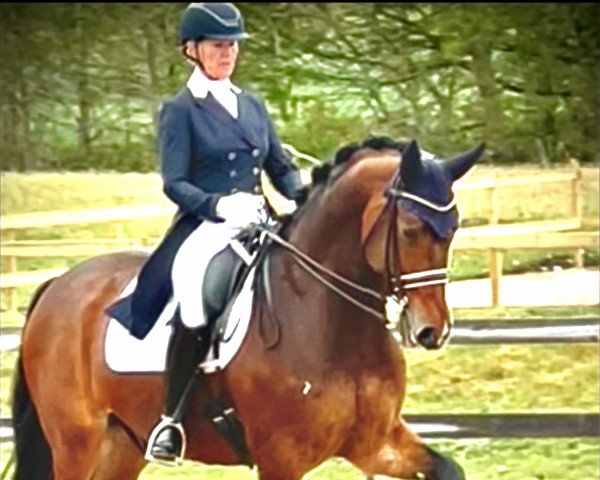 horse Hill (KWPN (Royal Dutch Sporthorse), 2012, from Wonder Boy)