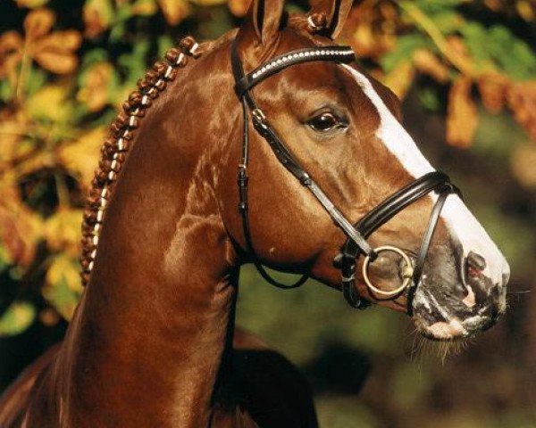 stallion Lord Weingard (Oldenburg, 2001, from Lordanos)