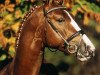 stallion Lord Weingard (Oldenburg, 2001, from Lordanos)