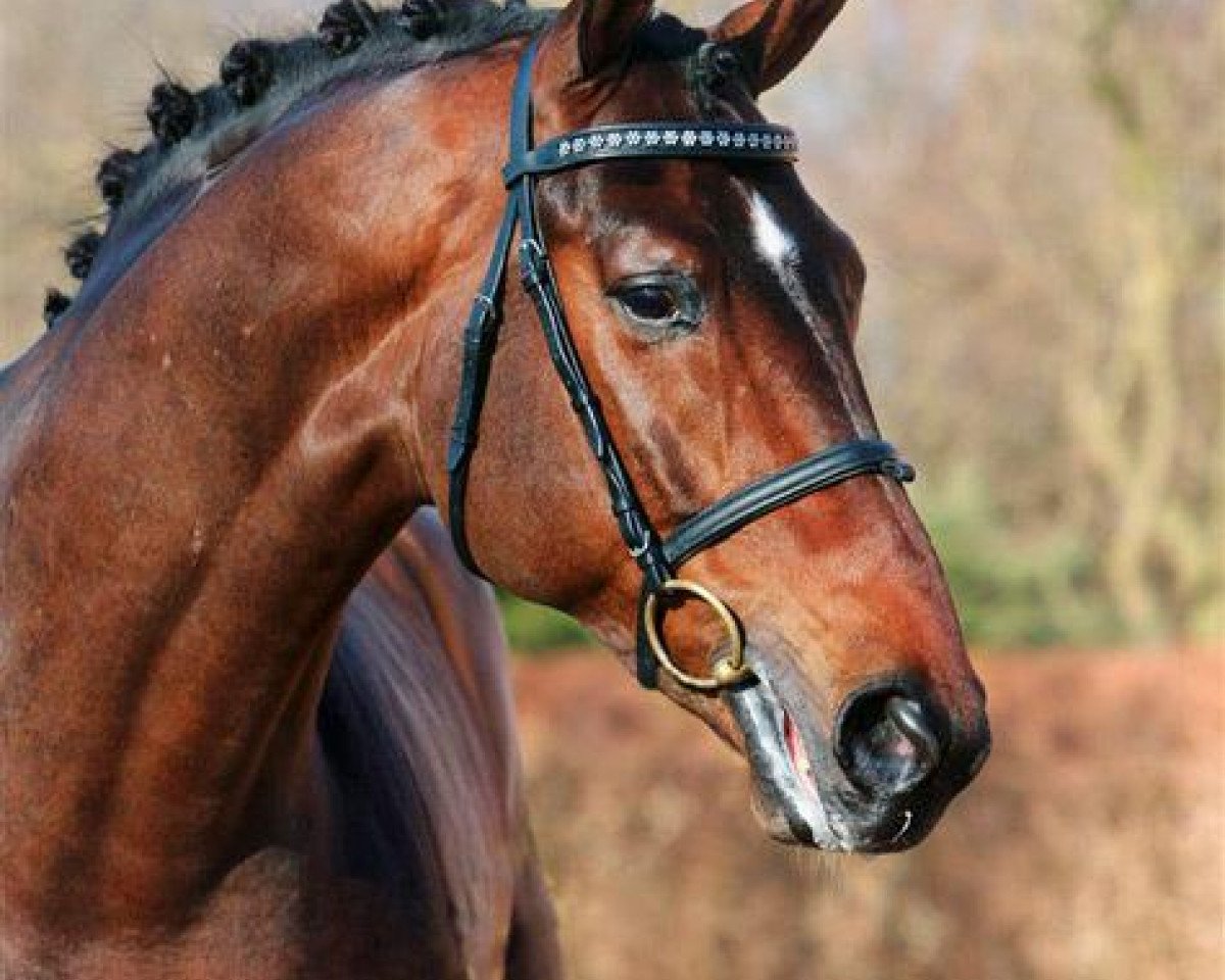 horse Bøgegårdens Laurino (Hanoverian, 2003, from Lauries Crusador xx)