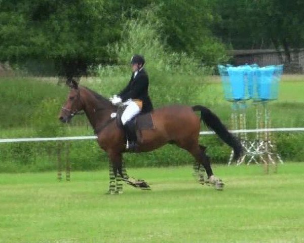 horse Carino 150 (Oldenburg, 1992, from Cordial Medoc)