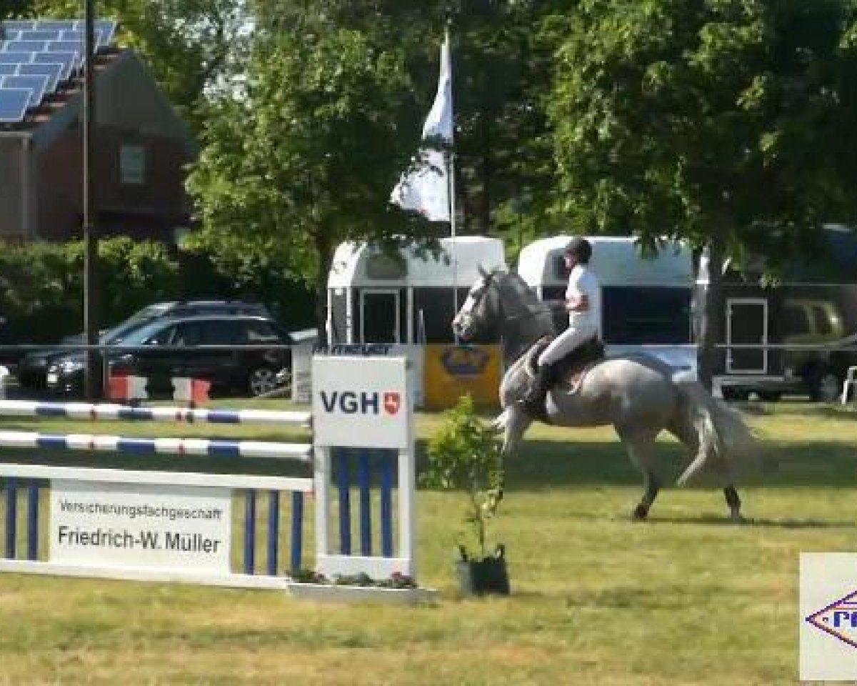 jumper Changing Wind (Hanoverian, 2007, from Contendro I)