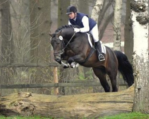 stallion Lucatoni (Holsteiner, 2007, from Lancer II)