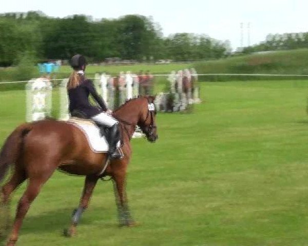 jumper Fantine 2 (Hanoverian, 2003, from Fabriano)