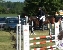 dressage horse Molenhorn's Marcella (Nederlands Welsh Ridepony, 2003, from Aester El Nino)