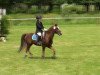 horse Rocky 1554 (Welsh mountain pony (SEK.A), 1994, from Rian's Fleurop)