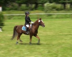 horse Rocky 1554 (Welsh mountain pony (SEK.A), 1994, from Rian's Fleurop)