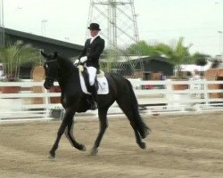 dressage horse Salomon 75 (Oldenburg, 2006, from Sandro King)