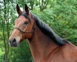 horse Flussfischer (Hanoverian, 2005, from Fürstenreich)