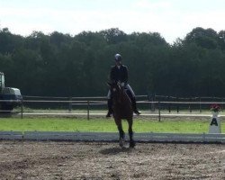 dressage horse Bentamo (Trakehner, 2007, from Cadeau)