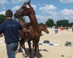 broodmare Bonnarika (Westphalian, 2012, from Belissimo NRW)