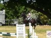 jumper Grannini 8 (Hanoverian, 1999, from Graf Top)