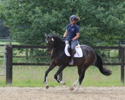 horse La Jamaica (Westfale, 2009, from Laudabilis)