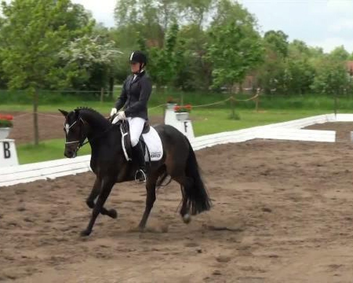 broodmare Nanuchi P (German Riding Pony, 2006, from Nabucco R)