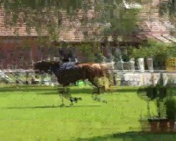 jumper Valencia 83 (Hanoverian, 2007, from Valentino)