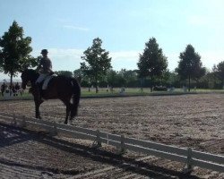 dressage horse Sunny E (Westphalian, 2007, from Samba Hit III)