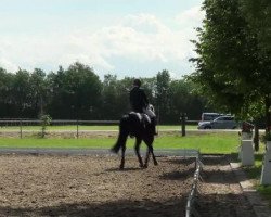 dressage horse Leonello 5 (Hanoverian, 2008)