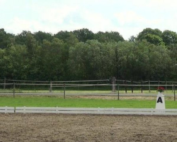 dressage horse SamSimon (Hanoverian, 2008, from San Remo)