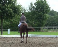 dressage horse Fröhlicher Peter (Westphalian, 2008, from For Compliment)