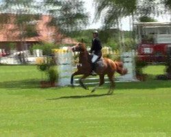 jumper Cayenne S 3 (Hanoverian, 2008, from Calido I)